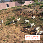 Les Loudges, les hébergements devant les loups arctiques au Zoo de Thoiry