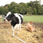 la fête du goût à la ferme de Gally