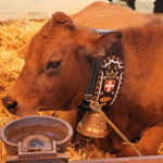 salon de l'agriculture, vache