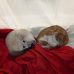 Le Café des Chats Bastille ouvre ses portes