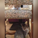 Le Café des Chats à Paris