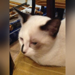 Le Café des Chats à Paris