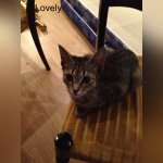 Le Café des Chats à Paris