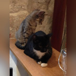 Le Café des Chats à Paris