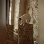 Le Café des Chats à Paris