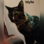 Le Café des Chats à Paris