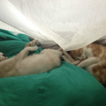 Le Café des Chats à Paris