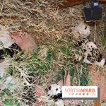 Marché de Noël des Champs-Elysées 2013