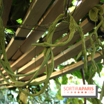 Noces Végétales au Jardin des Plantes: la traversée végétale