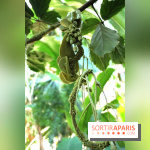Noces Végétales au Jardin des Plantes