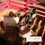 Les Enchanteurs de Noël au Château de Vincennes