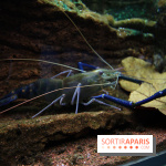 Aquarium de la Porte Dorée à Paris