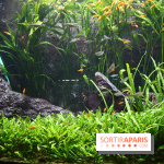 Aquarium de la Porte Dorée à Paris