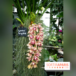 Mille & une orchidées 2014, l'exposition au Jardin des plantes