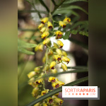 Mille & une orchidées 2014, l'exposition au Jardin des plantes