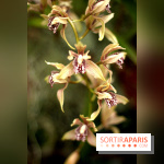 Mille & une orchidées 2014, l'exposition au Jardin des plantes