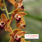 Mille & une orchidées 2014, l'exposition au Jardin des plantes