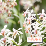 Mille & une orchidées 2014, l'exposition au Jardin des plantes