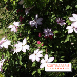 Journées de la Rose 2014