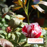 Journées de la Rose 2014