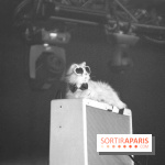 Solidays 2014 - Chat de HollySiz