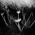 Jean-François Spricigo