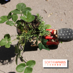 Jardins, jardin 2015 aux Tuileries