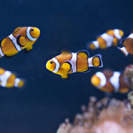 SEA LIFE, l'aquarium