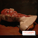 Le nouveau Musée de l'Homme