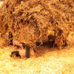 Salon de l'Agriculture 2012