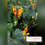 Mille & une orchidées 2016 au Jardin des Plantes, les photos