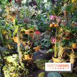 Mille & une orchidées 2016 au Jardin des Plantes, les photos