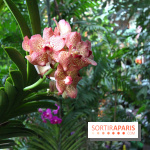 Mille & une orchidées au Jardin des Plantes, les photos