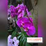 Mille & une orchidées au Jardin des Plantes, les photos
