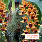 Mille & une orchidées au Jardin des Plantes, les photos