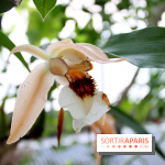 Mille & une orchidées au Jardin des Plantes, les photos