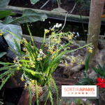 Mille & une orchidées au Jardin des Plantes, les photos