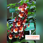 Mille & une orchidées au Jardin des Plantes, les photos