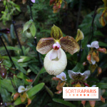 Mille & une orchidées au Jardin des Plantes, les photos