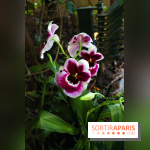 Mille & une orchidées au Jardin des Plantes, les photos