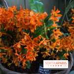 Mille & une orchidées au Jardin des Plantes, les photos