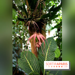 Mille & une orchidées au Jardin des Plantes, les photos