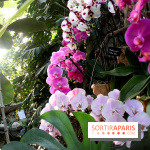 Mille & une orchidées 2016 au Jardin des Plantes, les photos