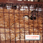 Jannis Kounellis à la Monnaie de Paris