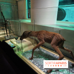 Exposition BéBés animaux à la Cité des Sciences, les photos