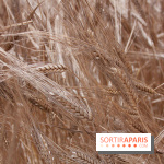 Gad Weil installe son Champ de Blés Place Vendôme