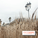 Gad Weil installe son Champ de Blés Place Vendôme