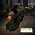 Espèces d'Ours, l'expo au Muséum National d'Histoire Naturelle