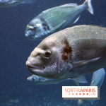 Aquarium de Paris Décembre 2016