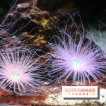 Aquarium de Paris Décembre 2016